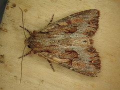 Apamea antennata