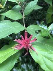 Calycanthus