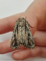 Dichagyris signifera