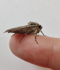 Dichagyris signifera
