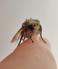 Dichagyris signifera