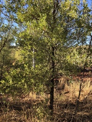 Terminalia supranitifolia