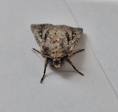 Dichagyris signifera