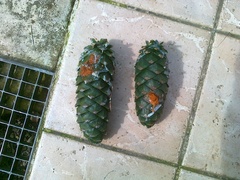 Pinus armandi