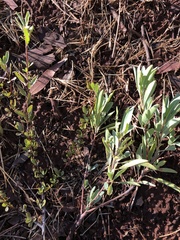 Terminalia supranitifolia