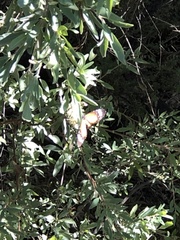 Terminalia supranitifolia