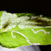 Pegomya bicolor - Photo (c) Jim Petranka, some rights reserved (CC BY-NC), uploaded by Jim Petranka