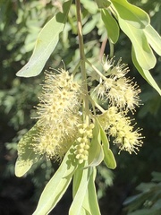 Terminalia supranitifolia