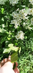 Crataegus spathulata