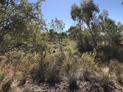 Terminalia supranitifolia
