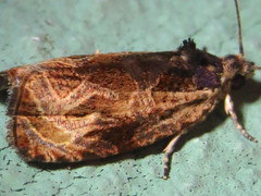 Olethreutes inornatana