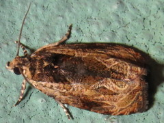 Olethreutes inornatana