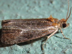 Olethreutes quadrifidum