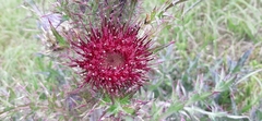Cirsium horridulum