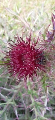 Cirsium horridulum