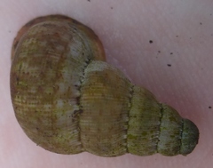 Parachondria