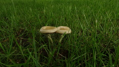 Agrocybe praecox