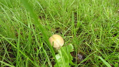 Agrocybe praecox