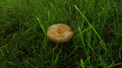 Agrocybe praecox
