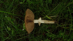 Agrocybe praecox