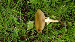 Agrocybe praecox