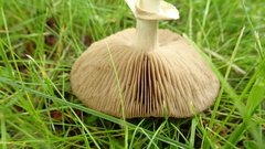 Agrocybe praecox