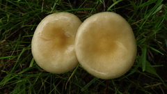 Agrocybe praecox