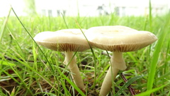 Agrocybe praecox