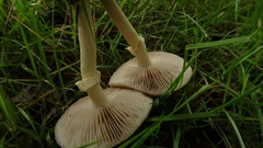 Agrocybe praecox
