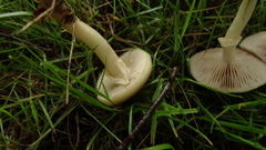 Agrocybe praecox