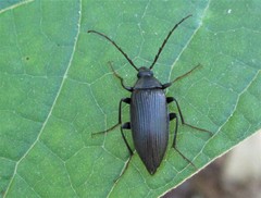 Capnochroa fuliginosa