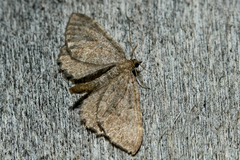 Philereme vetulata