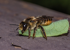Megachile frigida