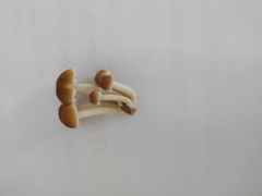 Candolleomyces candolleanus