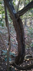 Grewia caffra