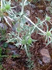 Eryngium campestre