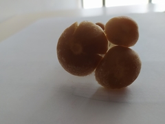 Candolleomyces candolleanus