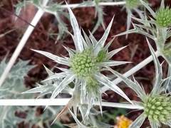 Eryngium campestre