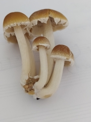 Candolleomyces candolleanus