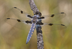 Libellula nodisticta