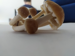 Candolleomyces candolleanus