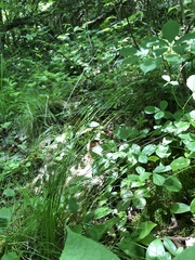 Carex brunnescens sphaerostachya