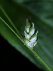 Carex brunnescens sphaerostachya