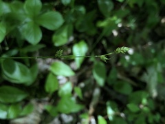 Carex brunnescens sphaerostachya