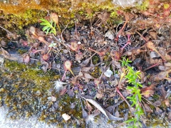 Drosera collinsiae