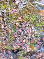 Drosera collinsiae