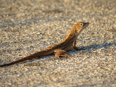 Anolis sagrei