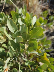 Searsia magalismontana magalismontana
