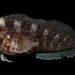 Hypleurochilus geminatus - Photo (c) sercfisheries, algunos derechos reservados (CC BY-NC), subido por sercfisheries