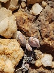 Adromischus umbraticola